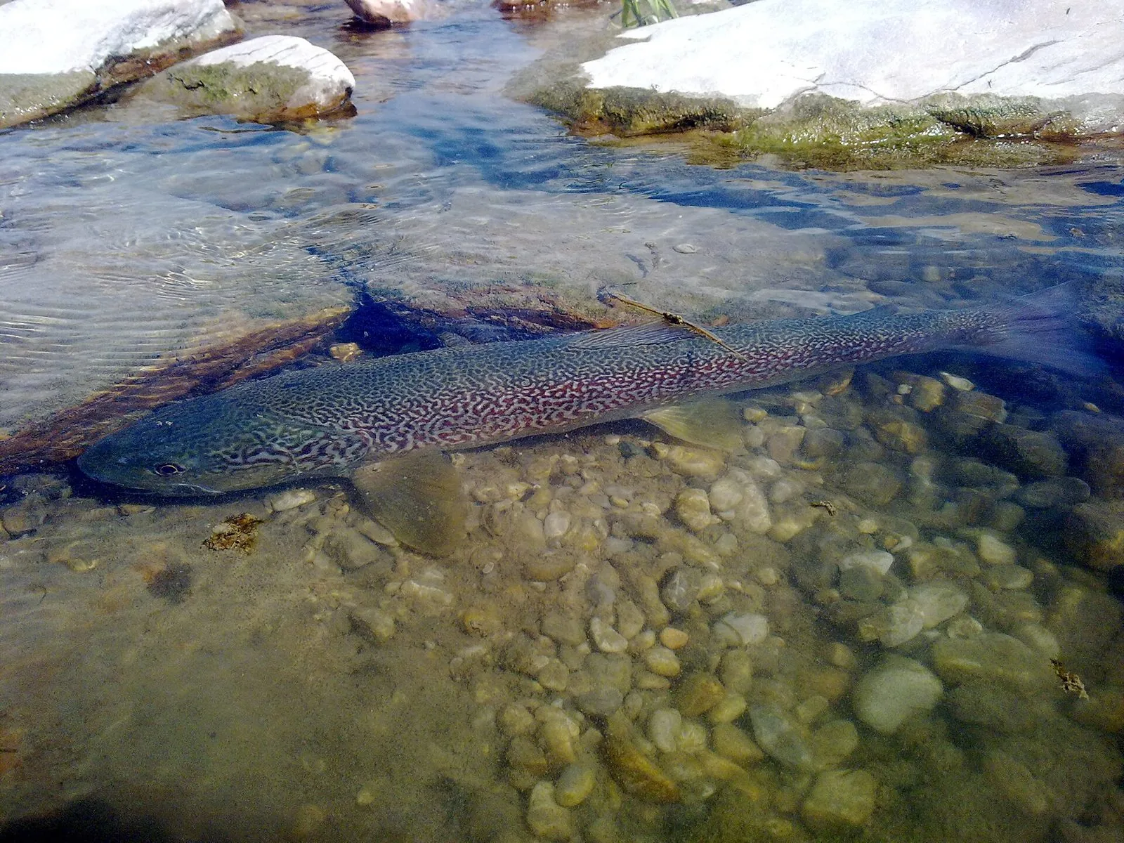 Una trota marmorata dalla livrea screziata ferma sul fondale di ciottoli di un torrente dalle acque limpide